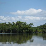 Daintree River Krokodil
