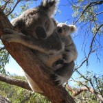 Koalabär mit Baby