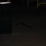 Opossum auf der Straße