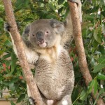 Chillender Koala