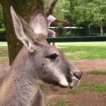 Kangaroo ganz nah
