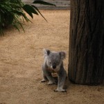 Koala auf seinem Weg