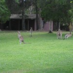 Kangaroos am Lake Cooroibah