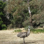 Emu auf dem Campingplatz