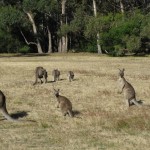Kangaroo-Familie
