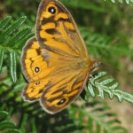 Schmetterling bei Zumstein