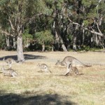Kangaroos am Campingplatz