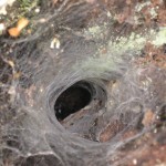 Funnel-web-spider