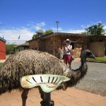 Emu beim Mittagessen